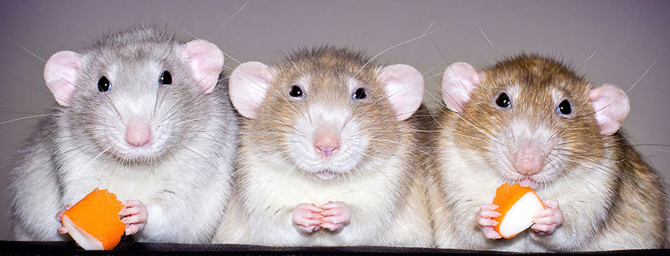 US Flag & Bald Eagle